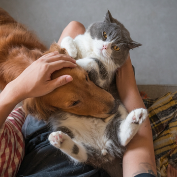 Pet Accessories
