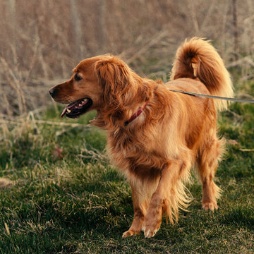 For Dogs