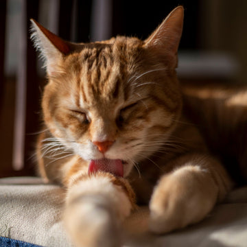 For Cats